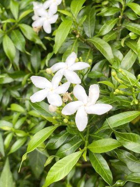 white idda flowers in the garden