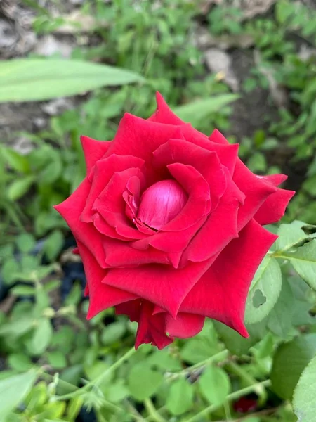 Hermosa Flor Rosa Roja Jardín — Foto de Stock