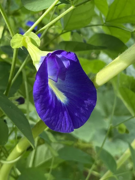 Blu Clitoria Ternatea Fiore Nel Giardino Naturale — Foto Stock