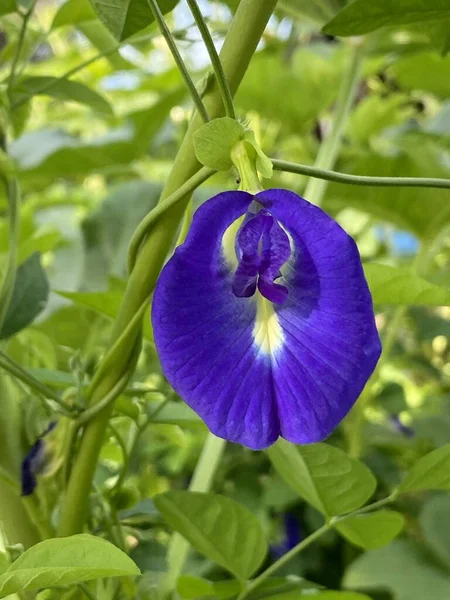 Blaue Clitoria Ternatea Blume Naturgarten — Stockfoto