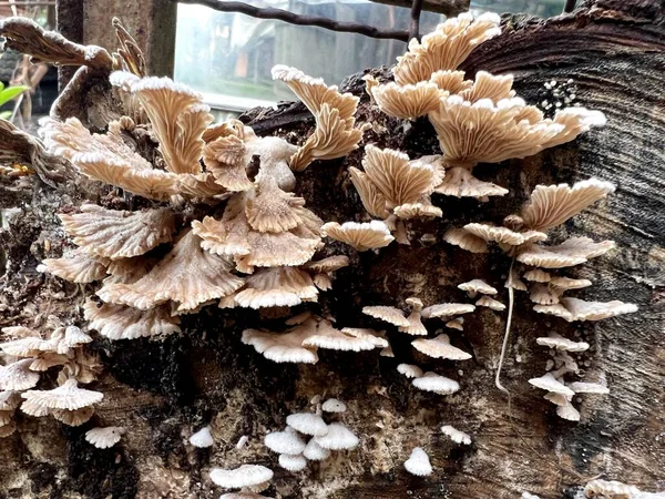 Close Mushrooms Forest — Zdjęcie stockowe