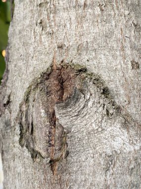 Bir ağaç kabuğuna yakın.