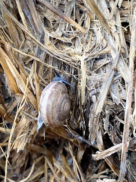 Fermer Escargot Sur Herbe Sèche — Photo