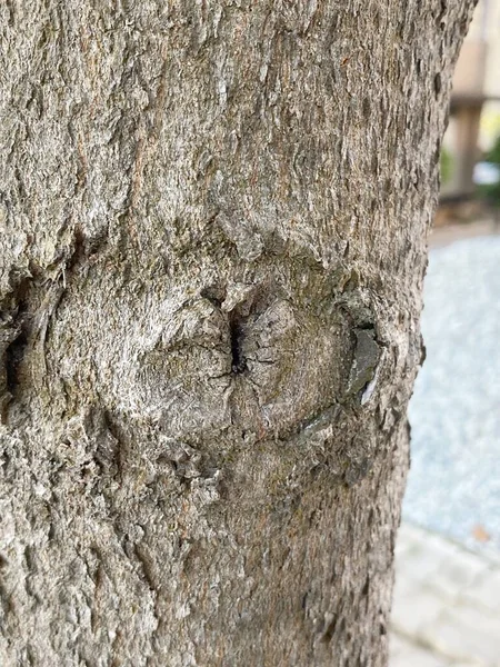 Primo Piano Una Struttura Corteccia Albero — Foto Stock