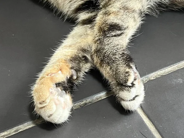 close up foot on cute cat