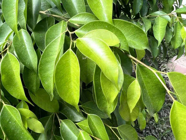 Green Banyan Leaves Plant — Foto de Stock