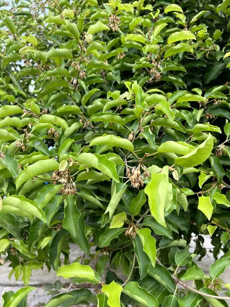 Зеленые Листья Mimusops Elengi Дерева — стоковое фото