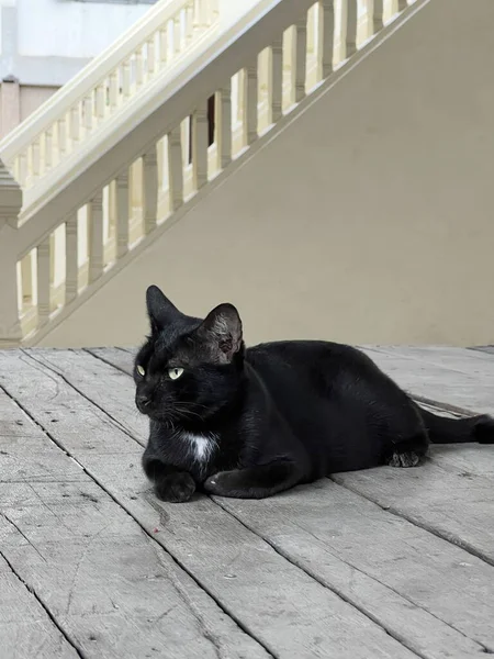 街上的黑猫 — 图库照片