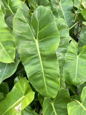 Doğa bahçesinde taze yeşil arum yaprağı