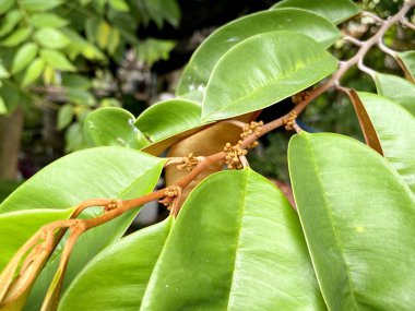 Chrysophyllum cainito çiçek doğa bahçesinde