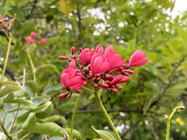 Рожева Квітка Цілочисельної Джатрофи Саду — стокове фото