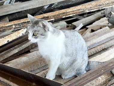 kedi masada oturuyor.