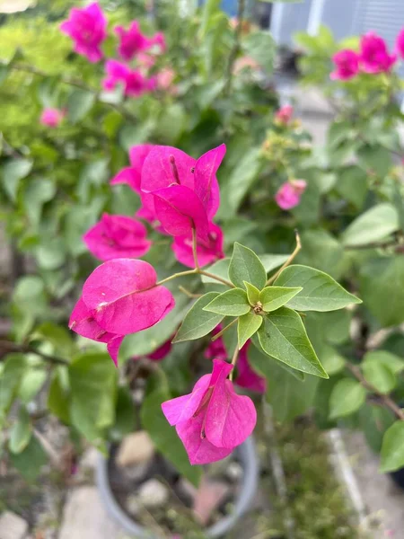 Růžová Bougainvillea Květina Zahradě Přírody — Stock fotografie