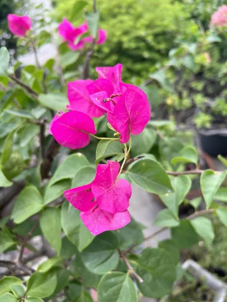 Růžová Bougainvillea Květina Zahradě Přírody — Stock fotografie