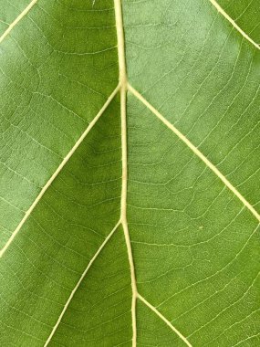 yeşil meşe yaprağı dokusu arkaplanı