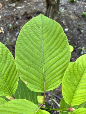 Yeşil Kratom ormandaki yaprakları