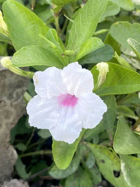 Beautiful Ruellia Tuberosa Flowers Garden — Fotografia de Stock