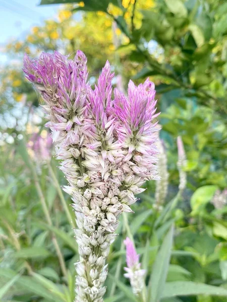 Ροζ Celosia Argentea Λουλούδι Στον Κήπο Της Φύσης — Φωτογραφία Αρχείου