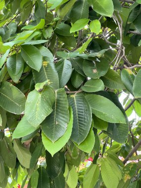 Doğa bahçesindeki dipterocarpus alatus ağacı.