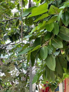 Doğa bahçesindeki dipterocarpus alatus ağacı.