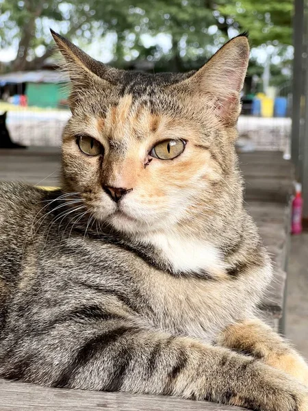 Niedliche Gestromte Katze Auf Holzboden — Stockfoto