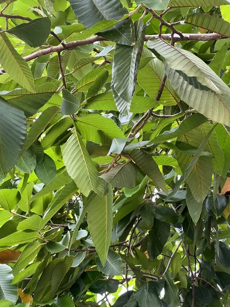 Árbol Dipterocarpus Alatus Jardín Natural —  Fotos de Stock