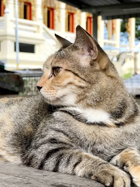 Roztomilý Tabby Kočka Dřevěné Podlaze — Stock fotografie