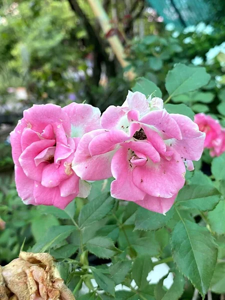 Rosas Rosa Bonitas Jardim — Fotografia de Stock