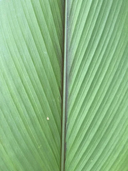 Fresco Verde Siam Tulipano Foglia Texture Sfondo — Foto Stock