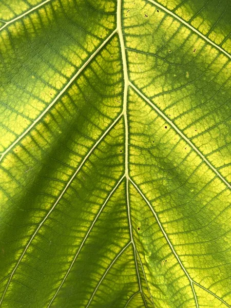 Yeşil Meşe Yaprağı Dokusu Arkaplanı — Stok fotoğraf