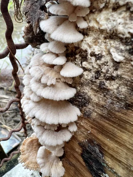Close Mushrooms Forest — Fotografia de Stock