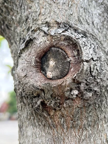 Bir Ağaç Gövdesinin Yakın Plan Çekimi — Stok fotoğraf