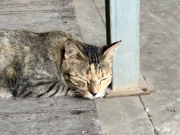 Cute Tabby Cat Wooden Table — Stok Foto