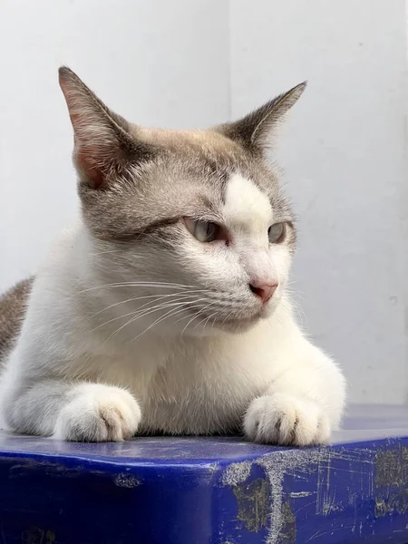 Lindo Gato Tabby Suelo — Foto de Stock