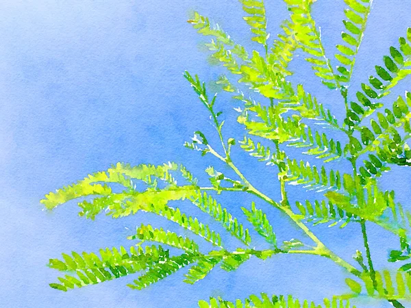 아카시아 잎사귀의 예술적 — 스톡 사진