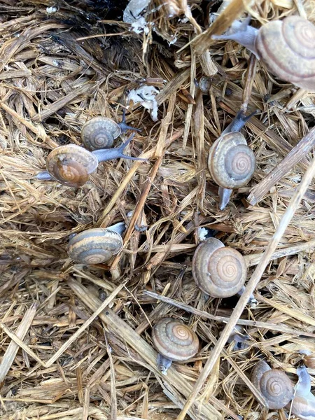 Nahaufnahme Einer Schnecke Auf Einem Trockenen Gras — Stockfoto