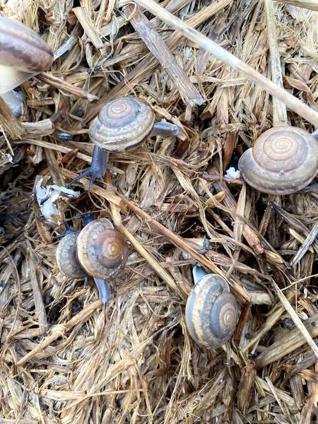 Fermer Escargot Sur Herbe — Photo