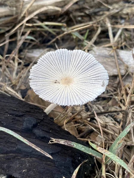 Weißer Pilz Wald — Stockfoto