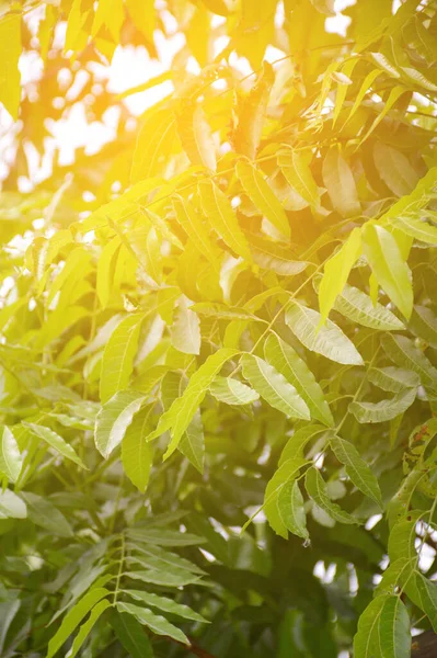 美丽的荨麻树和阳光 — 图库照片