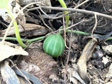 Bryonia laciniosa fruit in nature garden