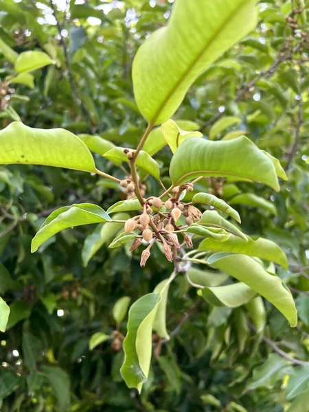 Gröna Mimusops Elengi Blad Ett Träd — Stockfoto