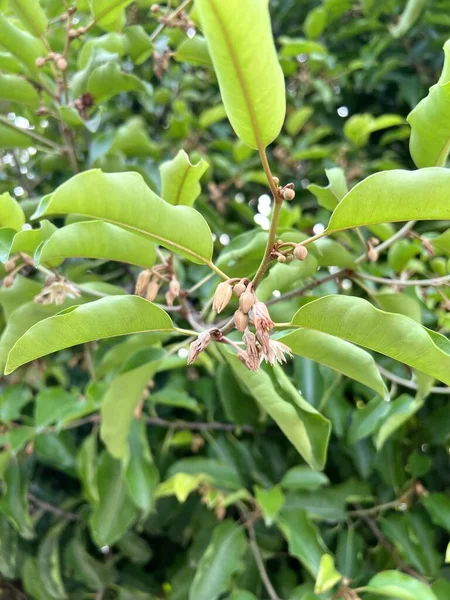 Grüne Mimusops Elengi Blätter Eines Baumes — Stockfoto