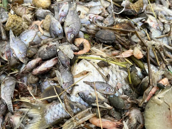 Группа Мертвых Скорлупа Сухая Рыба Земле — стоковое фото