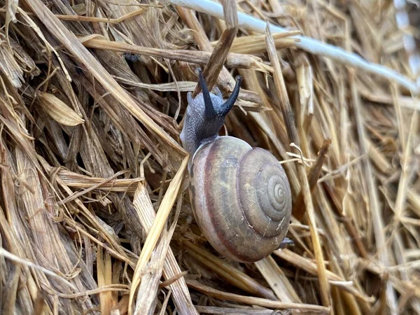 Gros Plan Escargot Sur Herbe Sèche — Photo