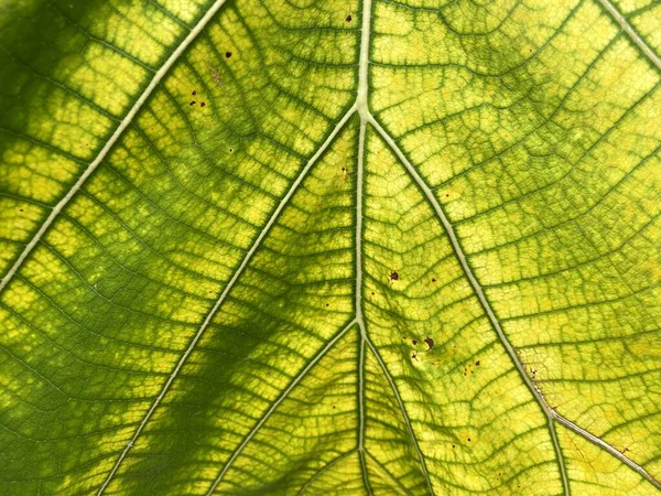 Texture Feuille Teck Vert Frais — Photo