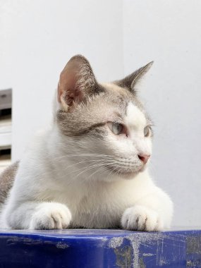 close up cat on the street