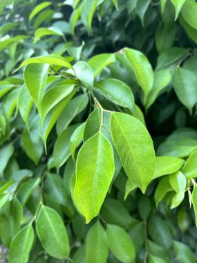 Green banyan leaves of a plant