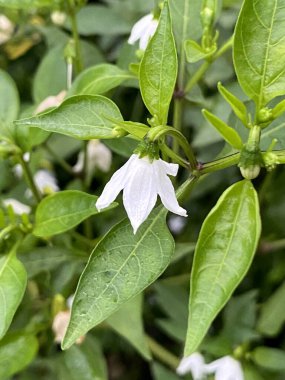 Doğa bahçesinde kırmızı biber çiçeği