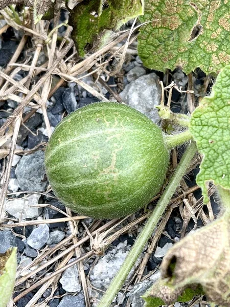 Bryonia Laciniosa Fruit Nature Garden — Stockfoto