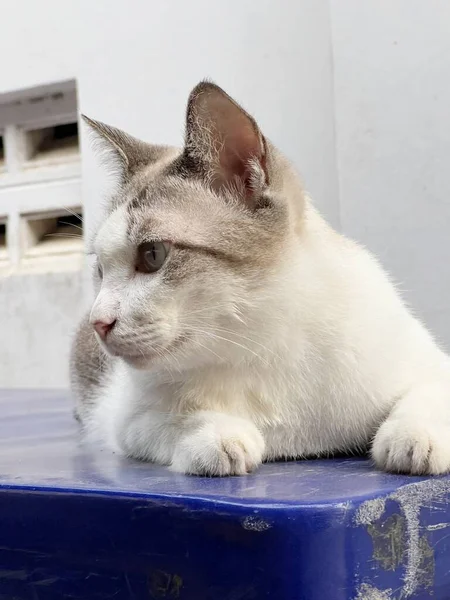 ใกล ยงก บแมวบนถนน — ภาพถ่ายสต็อก